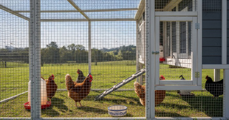 chicken-fence